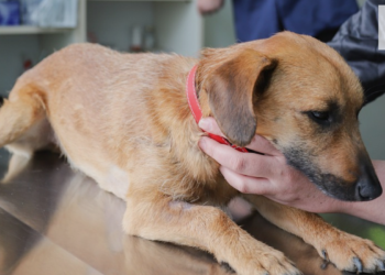 Can Dogs Get Strep Throat