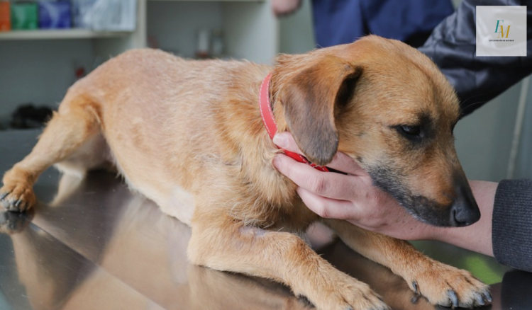 Can Dogs Get Strep Throat