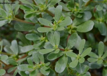 benefits of purslane