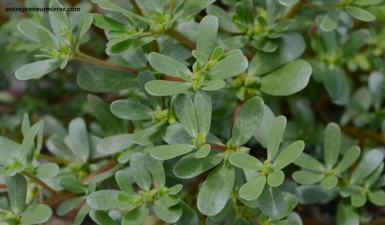 benefits of purslane