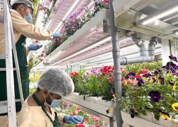 Utilizing Modern Farming Technologies Accelerates in the UAE