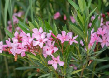 After Abu Dhabi Banned the Deadly Oleander Plant, UAE Citizens are to Remove it from their Yards