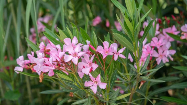 After Abu Dhabi Banned the Deadly Oleander Plant, UAE Citizens are to Remove it from their Yards