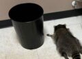 After Breaking into a Liquor Store, an Alcoholic Raccoon was Discovered Sprawled Out on the Floor