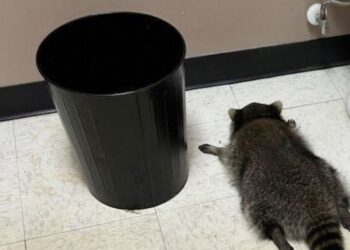 After Breaking into a Liquor Store, an Alcoholic Raccoon was Discovered Sprawled Out on the Floor