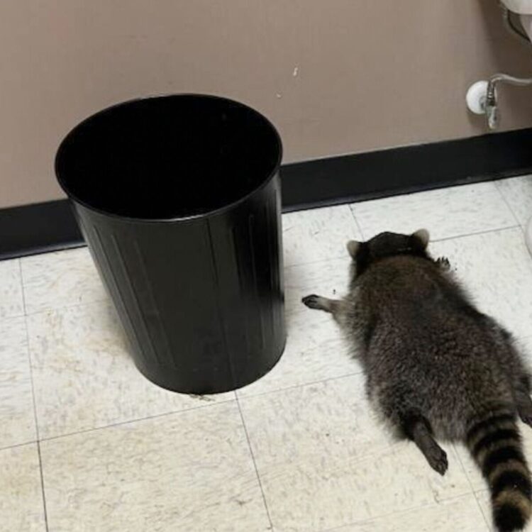 After Breaking into a Liquor Store, an Alcoholic Raccoon was Discovered Sprawled Out on the Floor