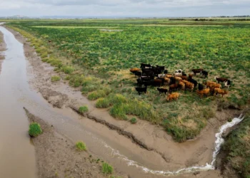 According to a Significant Assessment, Businesses Risk Going Extinct Unless They Safeguard the Environment