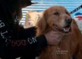 No Dogs Left Behind NGO