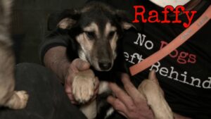 No Dogs Left Behind NGO