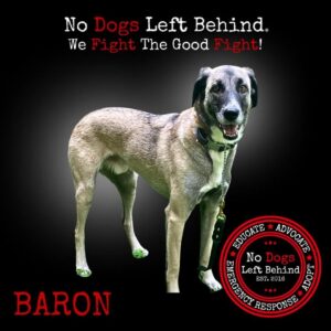 No Dogs Left Behind 