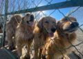 No Dogs Left Behind NGO