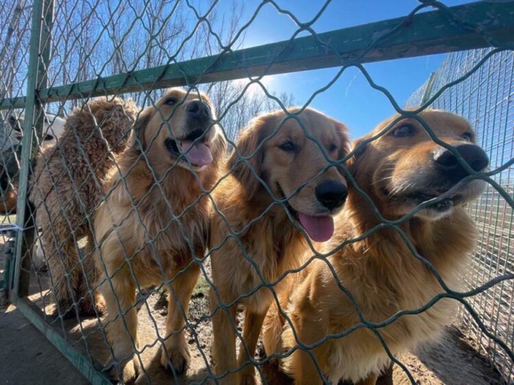 No Dogs Left Behind NGO