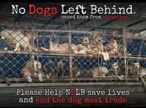 No Dogs Left Behind NGO