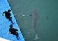 A Famous Shark That was Escorted out of the South Korea Canal Declined to go out to Sea